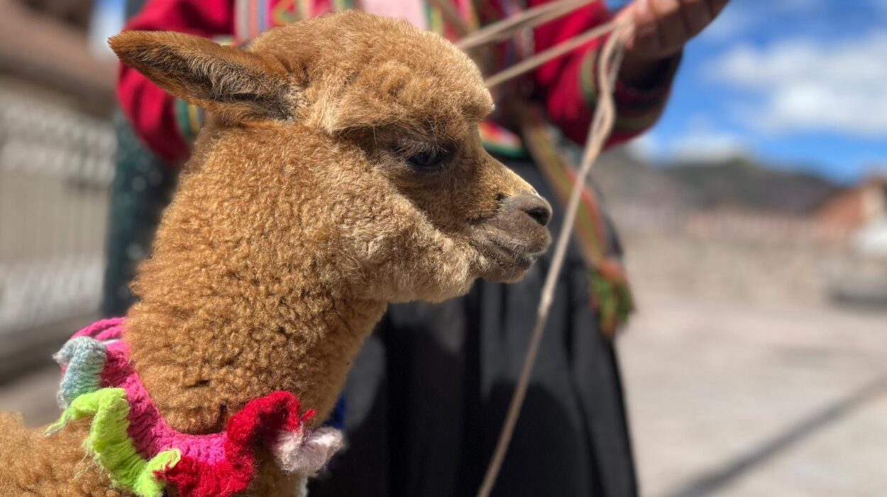 abrigos lana vicuña