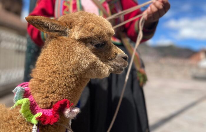 abrigos lana vicuña